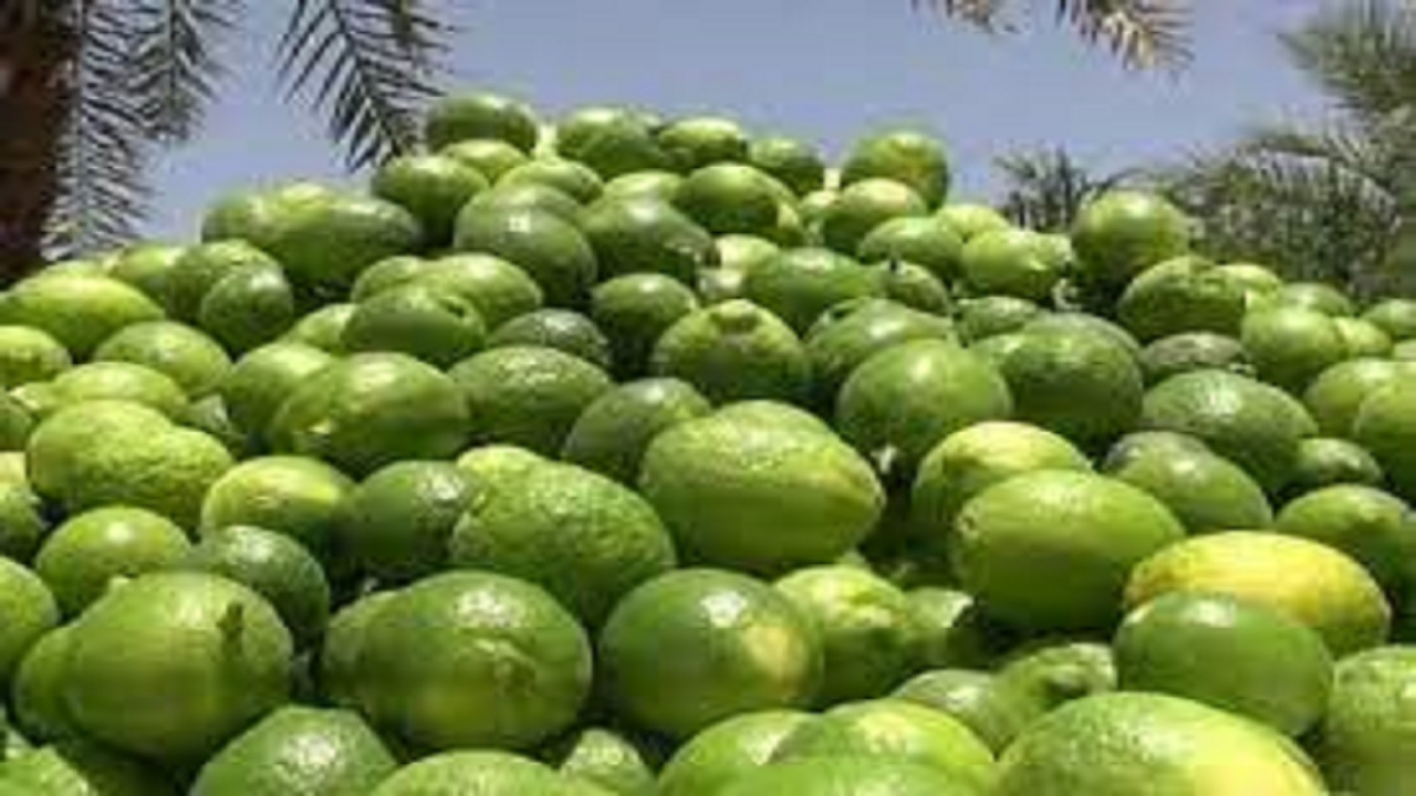 تولید بیش از ۱۸ هزار تن لیموترش در گچساران