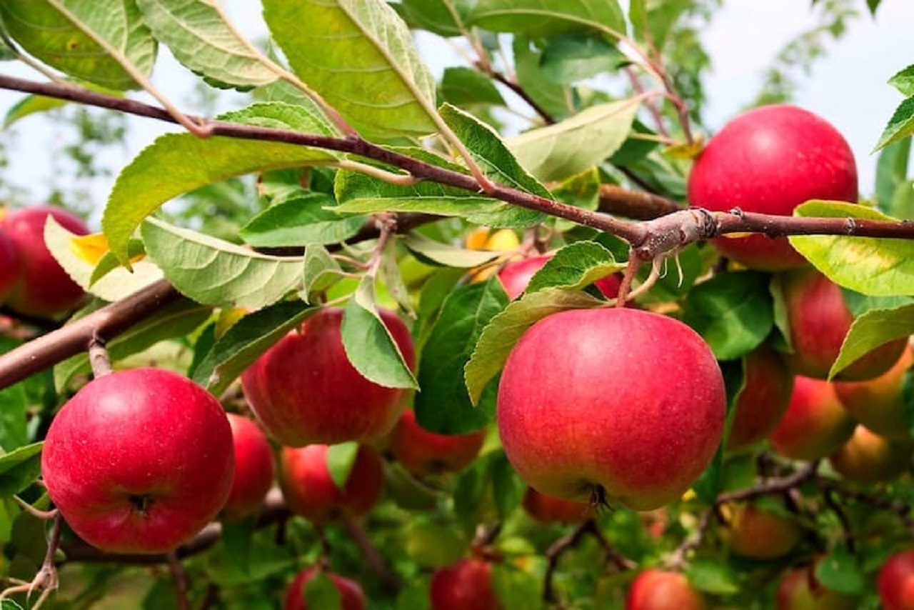 برداشت ۱۰۰ هزار تن سیب در نهاوند 