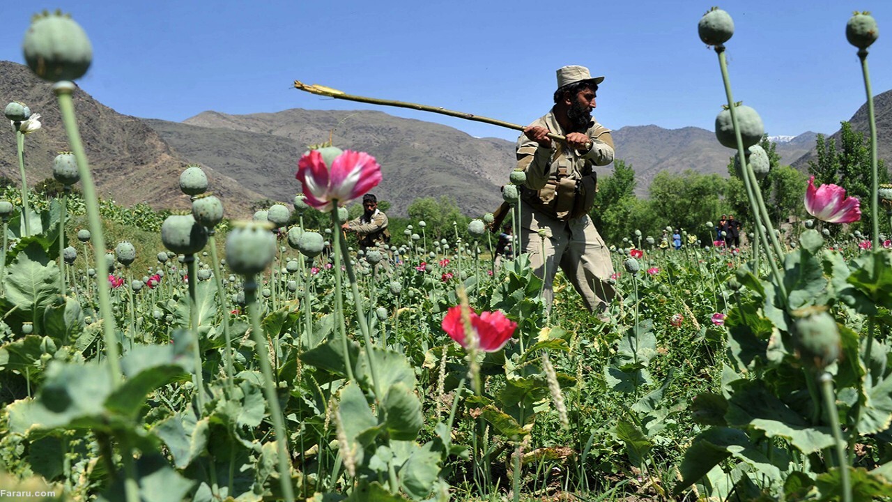 کاهش کشت خشخاش در افغانستان