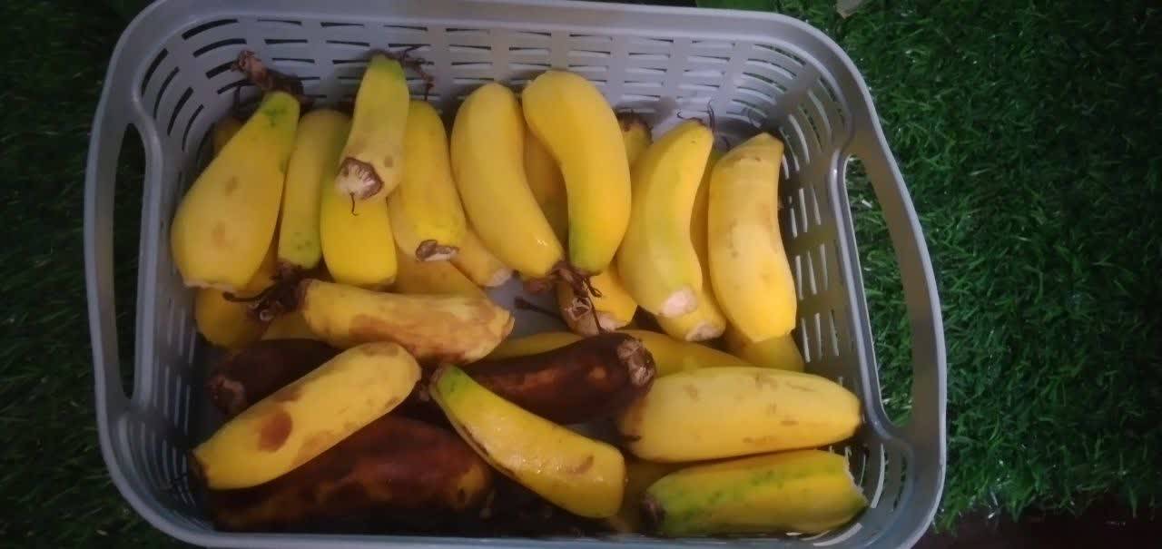 پرورش موز در بوئین میاندشت
