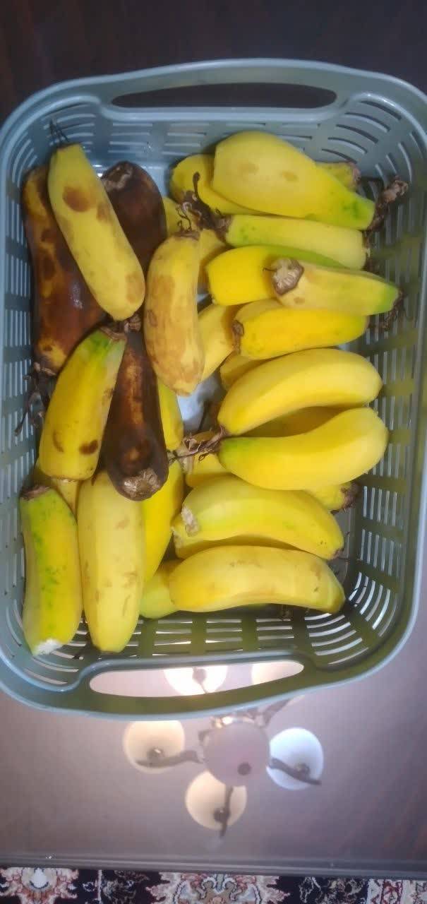 پرورش میوه گرمسیری در خنک&zwnj;ترین شهر استان اصفهان