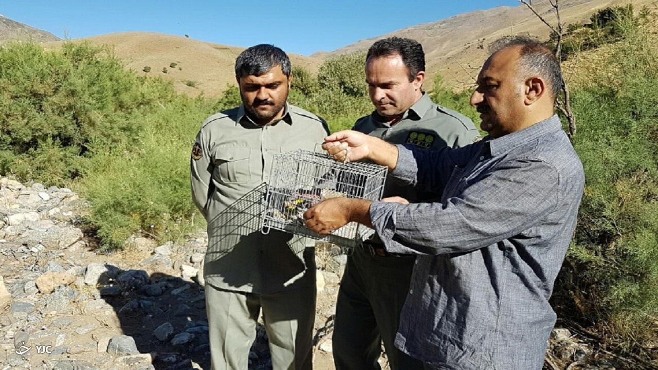 ۲ شکارچی سهره طلایی در مهاباد دستگیر شدند