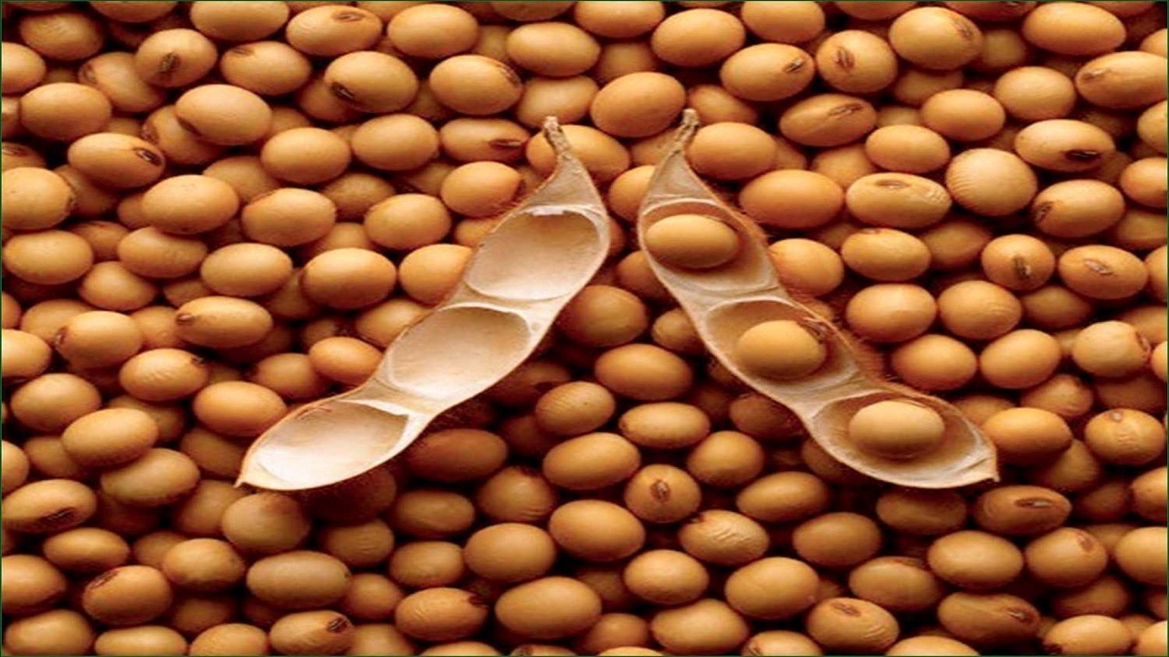 خرید تضمینی نزدیک به ۱۴۰۰ تُن سویا در گلستان
