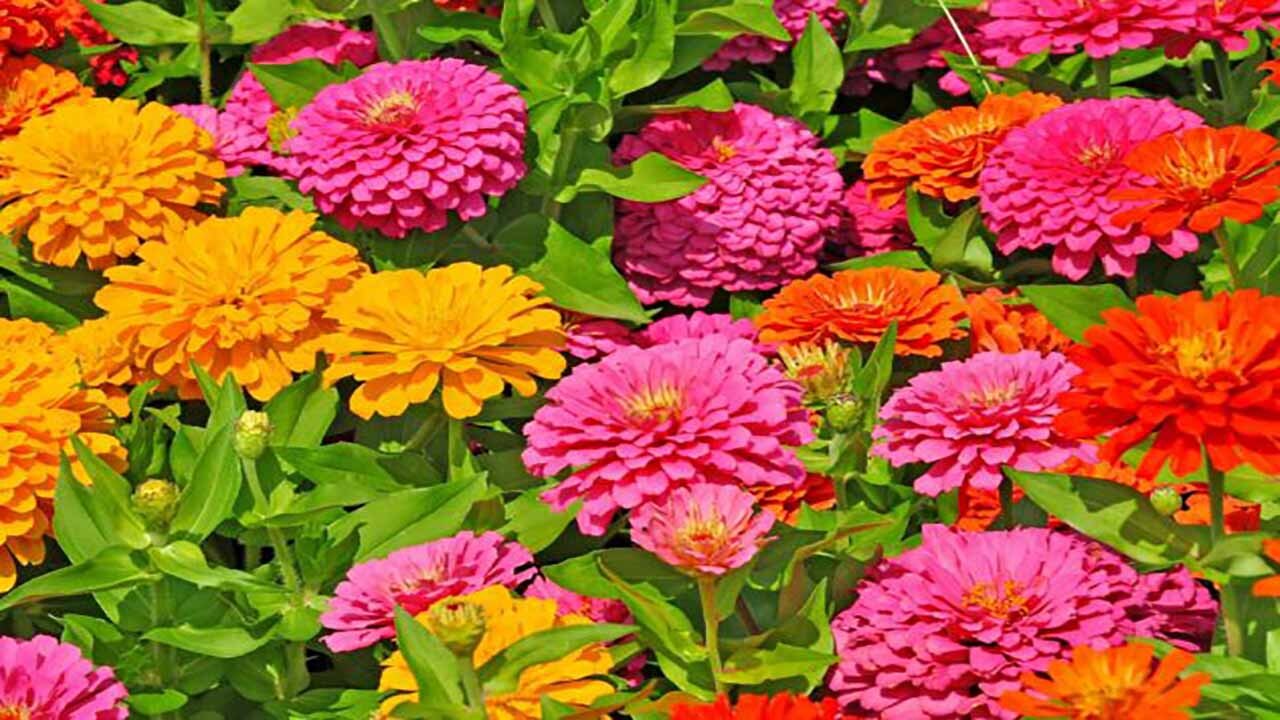 آغاز کاشت نشاء گل های فصلی و زینتی در قشم