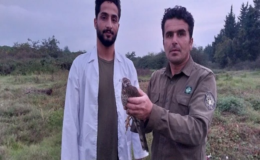 رهاسازی ۲ پرنده شکاری قرقی در آستارا