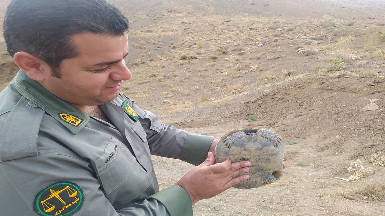 مشاهده لاک پشت چهار انگشتی در آوج