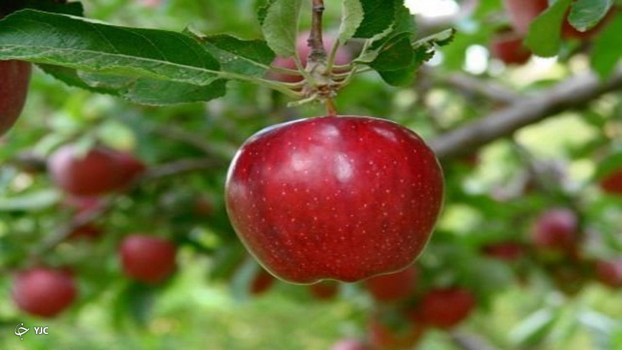 بیش از ۱۸۰ هزار تن سیب در مهاباد برداشت شد