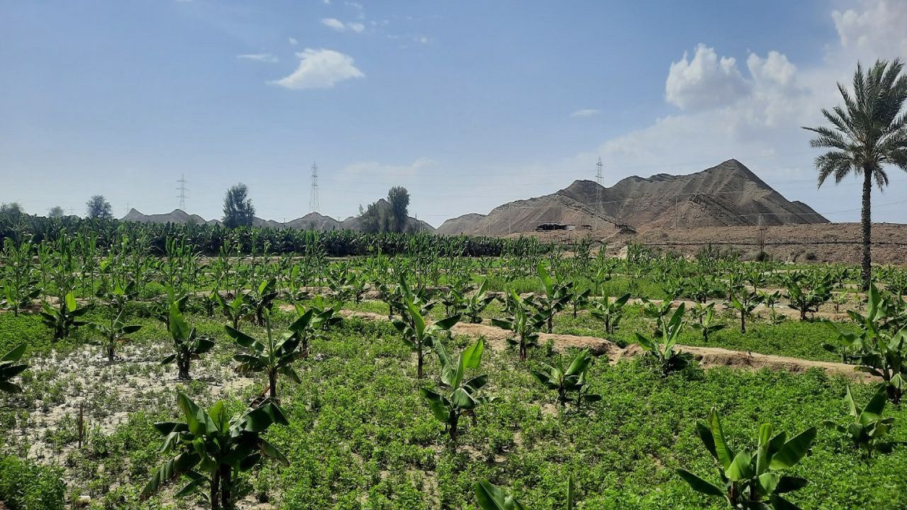 افزایش ۲۰۰ هکتاری موزستان های شهرستان دشتیاری