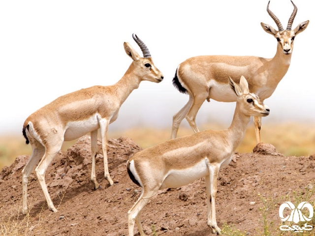 &nbsp;آهوی گواتردار ایرانی