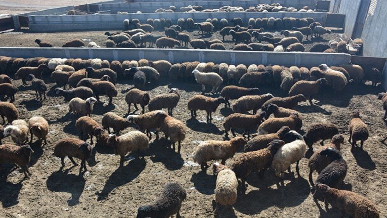 اهدای دام به دامداران مالباخته حوزه سیستان