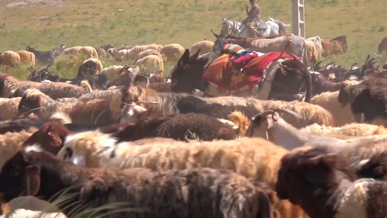 کوچ عشایر از سمیرم به مناطق قشلاقی جنوب کشور