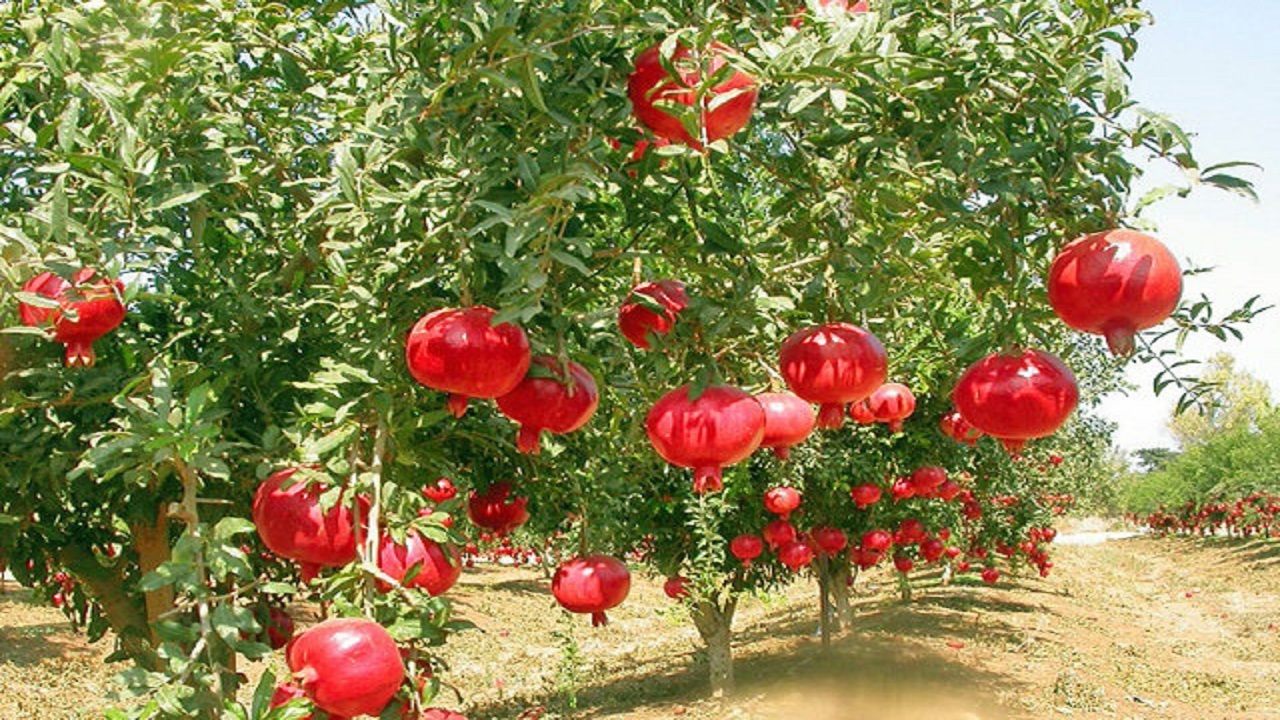 باغ‌های شهر یزد شناسنامه دار می‌شوند