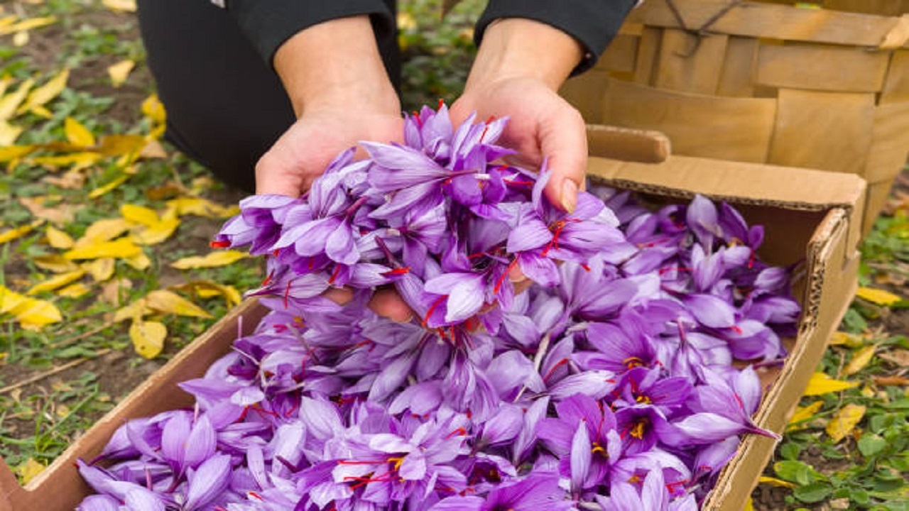 برداشت زعفران ۳۰ هکتار از اراضی کشاورزی تفتان