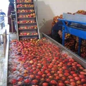 فرآوری ۶۲ درصدی انار تولیدی خراسان جنوبی