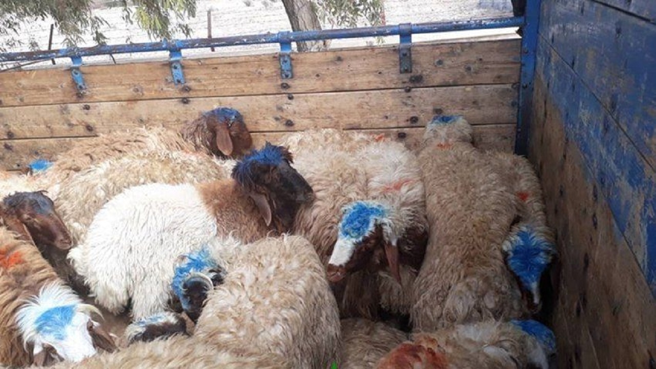 کشف احشام سرقتی در هیرمند