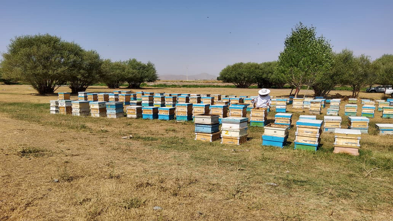روستای «عسلی» لرستان کجاست؟