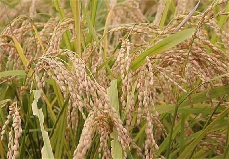 شالیزارهای خرمشهر