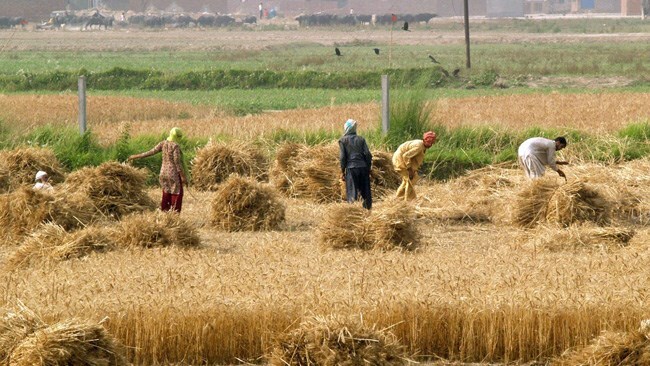 توسعه خوشه‌ای کسب و کار‌های روستایی در اندیمشک
