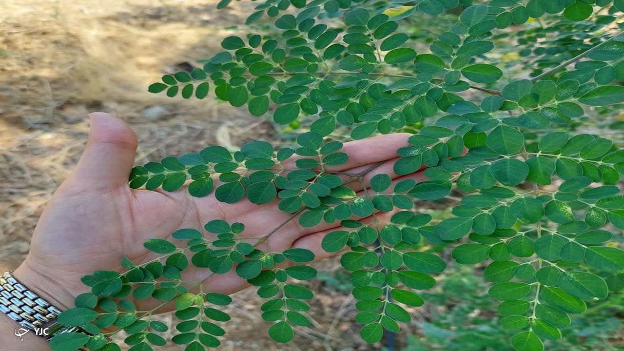 گیاه دارویی مورینگا