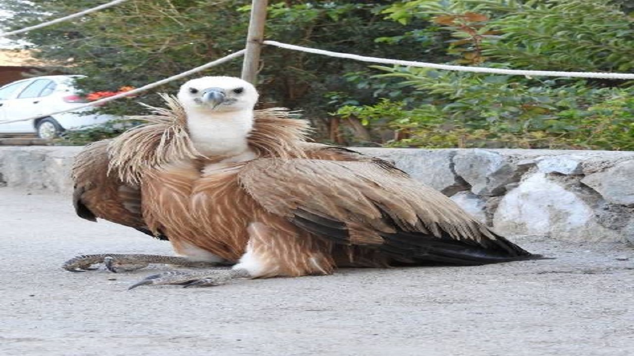 تحویل یک فرد کرکس دال به اداره حفاظت محیط زیست شهرستان اردکان
