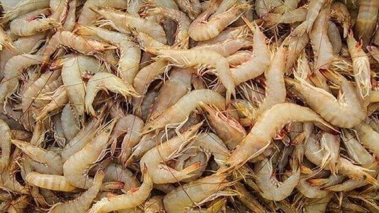 طرح پرورش ماهی و میگو در قفس در سواحل مکران اجرایی می‌شود