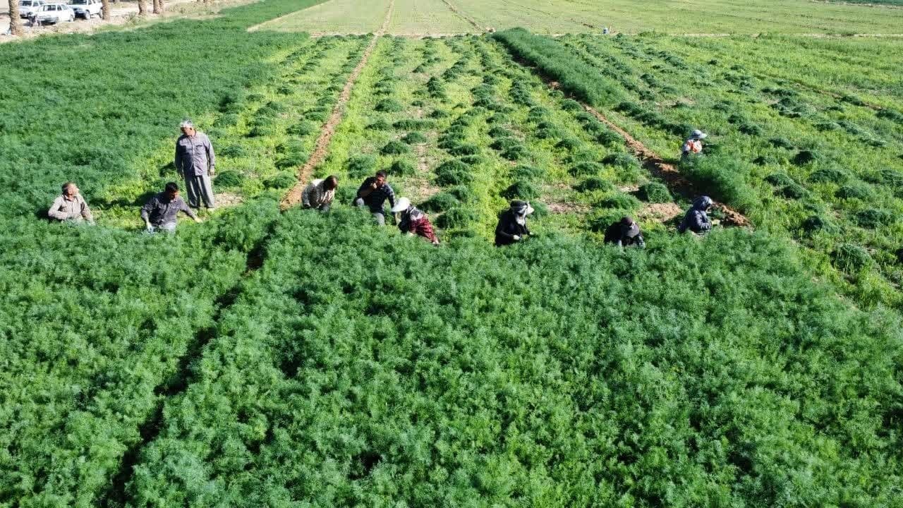 سبزی‌های خوش عطر طبس راهی بازار شدند + تصاویر