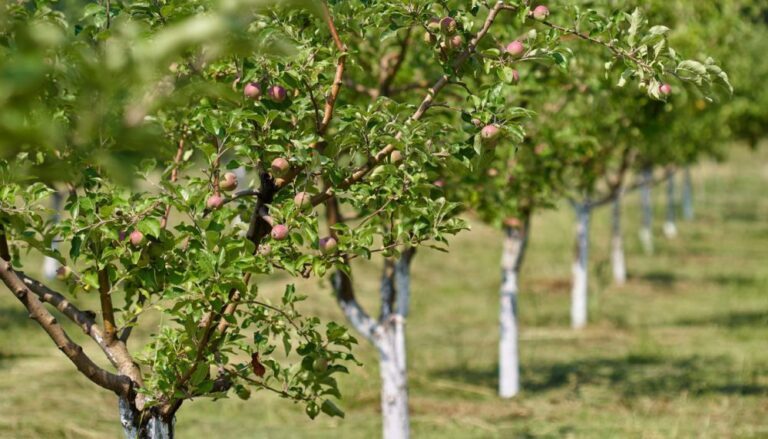احداث ۴۹۱ هکتار باغ در اراضی شیب‌دار استان اردبیل