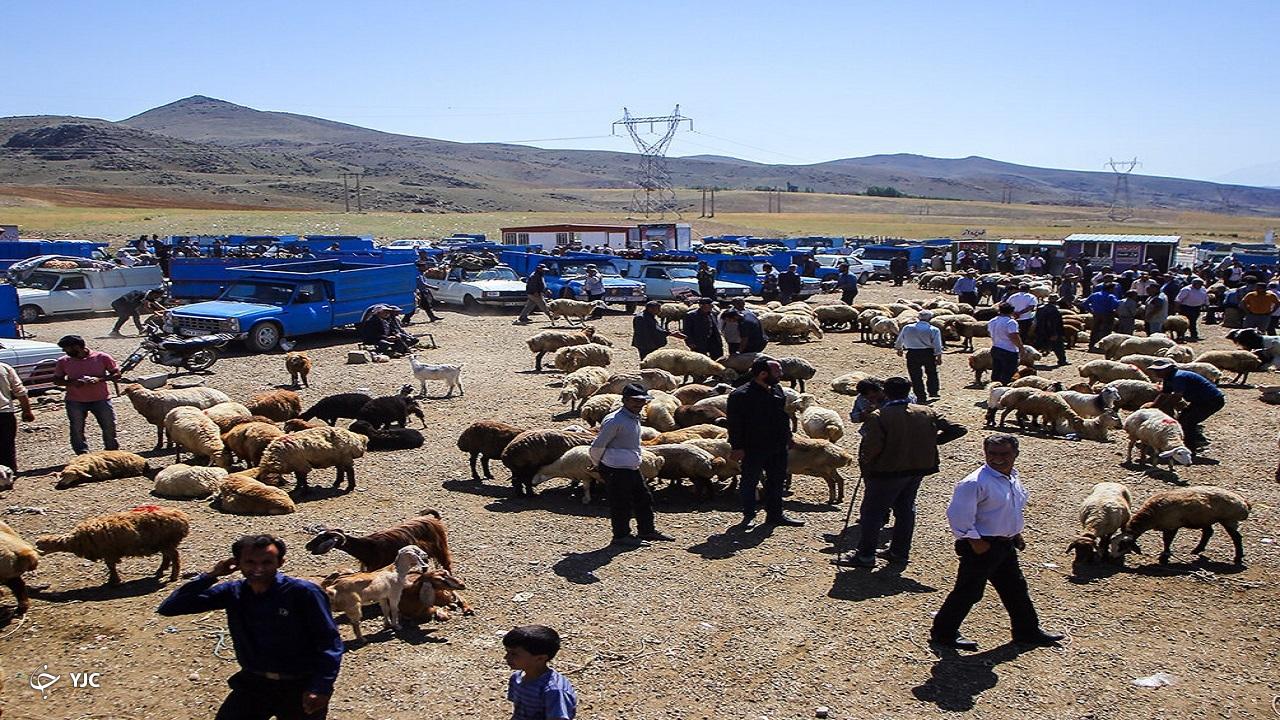 میدان دواب بوکان به مدت ۲ هفته تعطیل شد