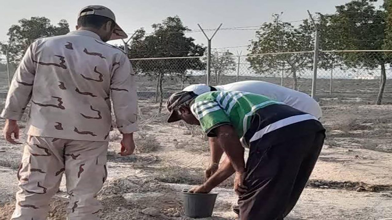 کاشت نهال از درختان بومی در جزیره هندورابی