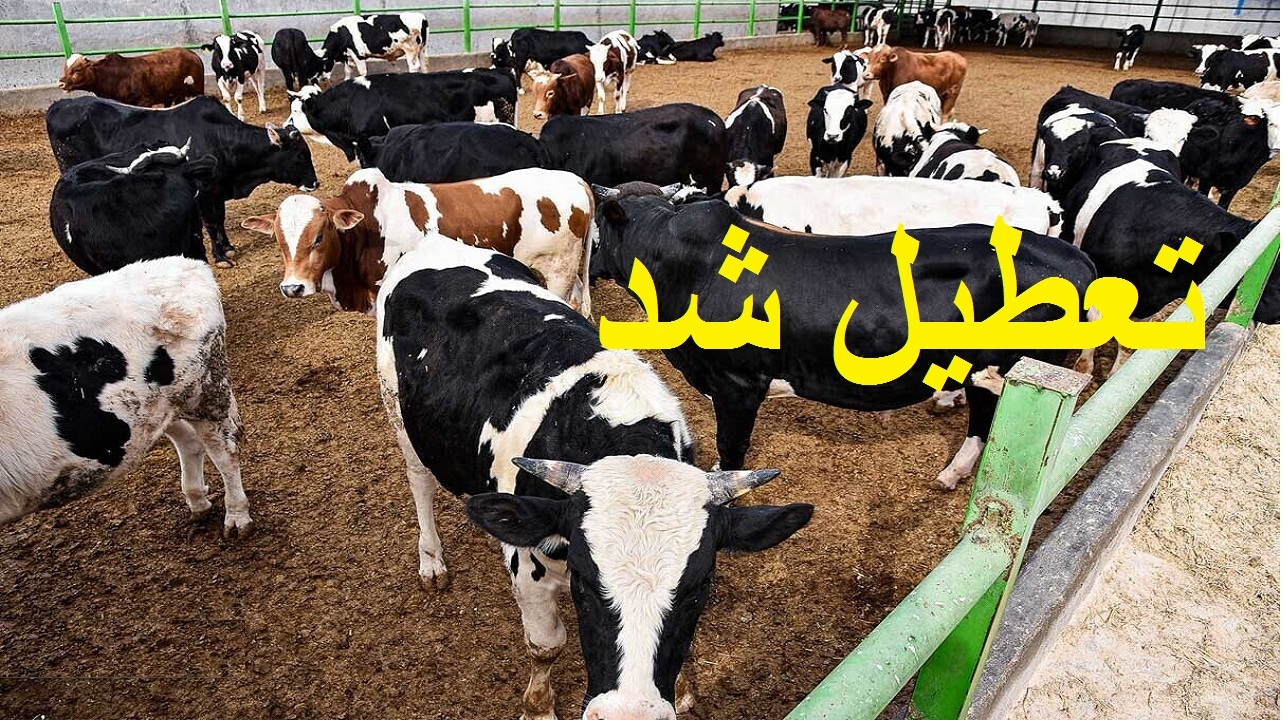 تب برفکی میدان دواب بوکان را تعطیل کرد