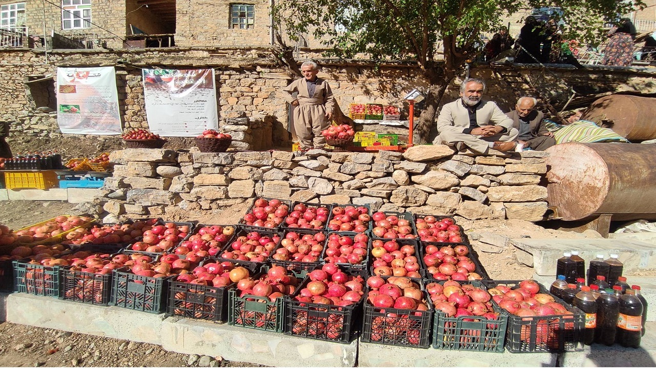 شکرانه برداشت انار در قطب تولید یاقوت های سرخ + فیلم و تصاویر