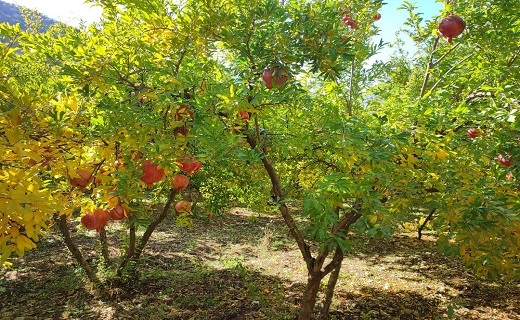 شکرانه برداشت انار سرخ اورامان / قطب تولید انار