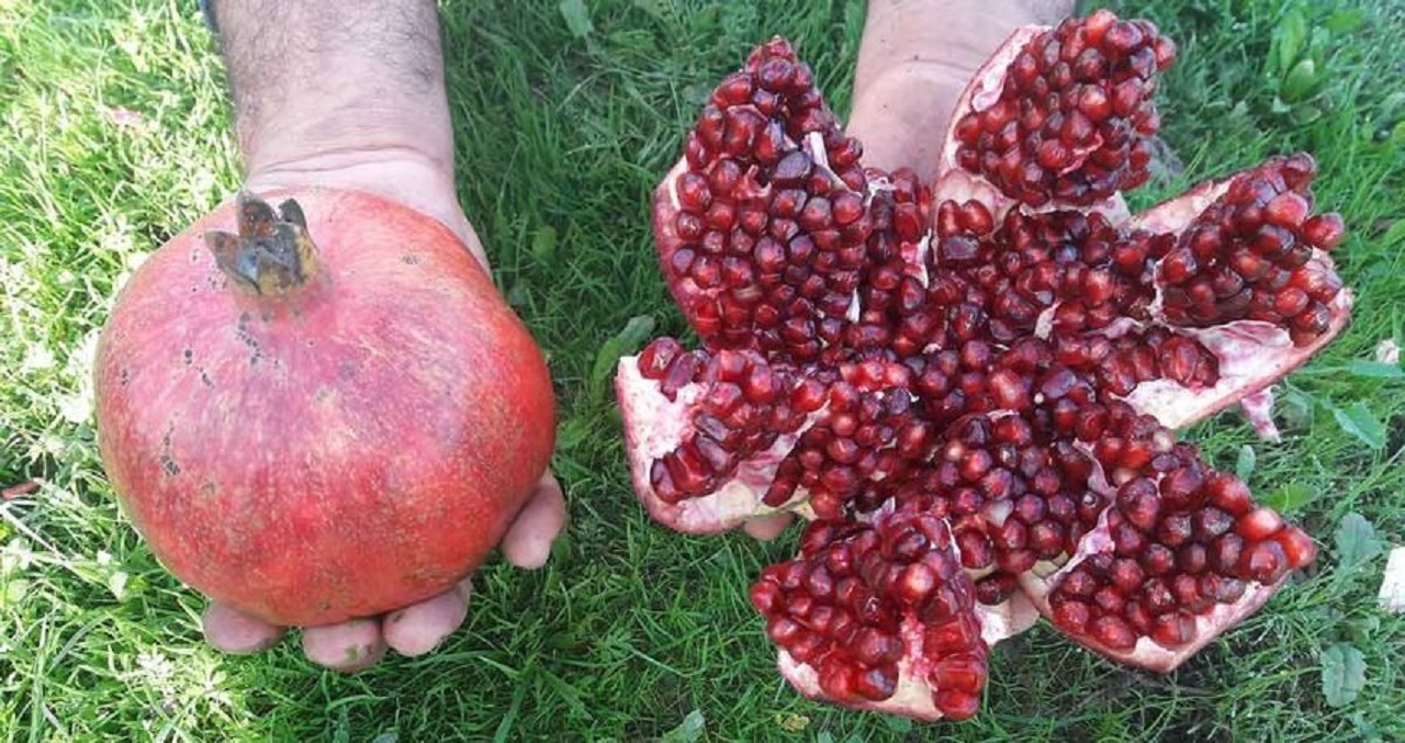 ثبت جشنواره انار بادرود در رویداد‌های فرهنگی کشور