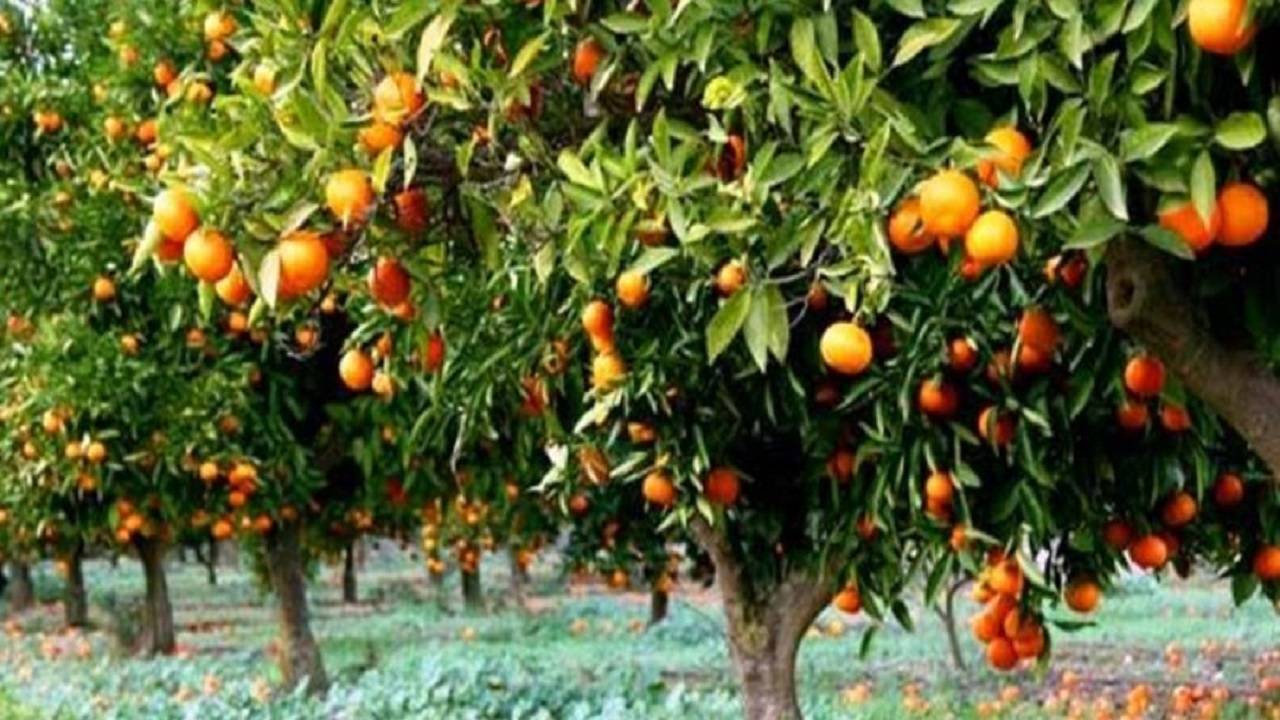 برداشت میوه‌های پاییزی در روستای قادیکلای بابل + فیلم