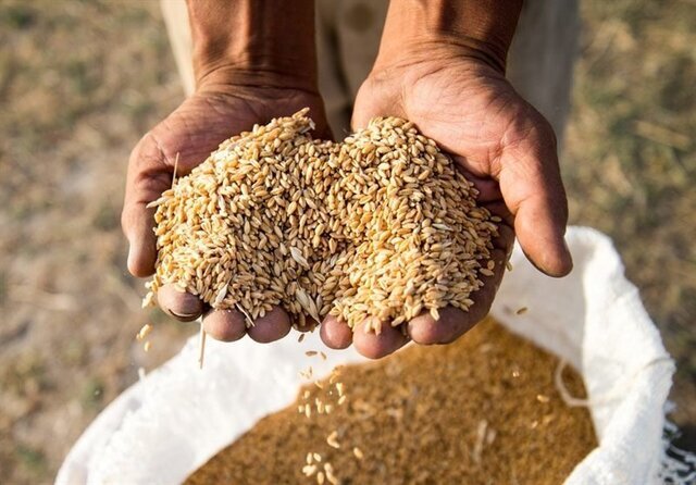 فارس پیشتاز در تولید بذر گندم