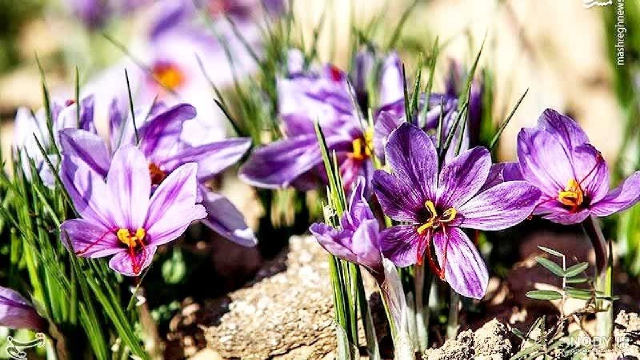 برداشت طلای سرخ از اراضی کشاورزی شهرستان خانمیرزا