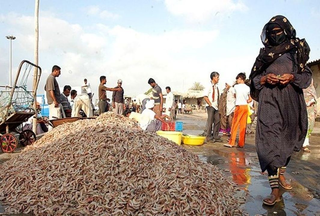صید بیش از ۶۰۰ تن میگو در صیدگاه‌های هرمزگان