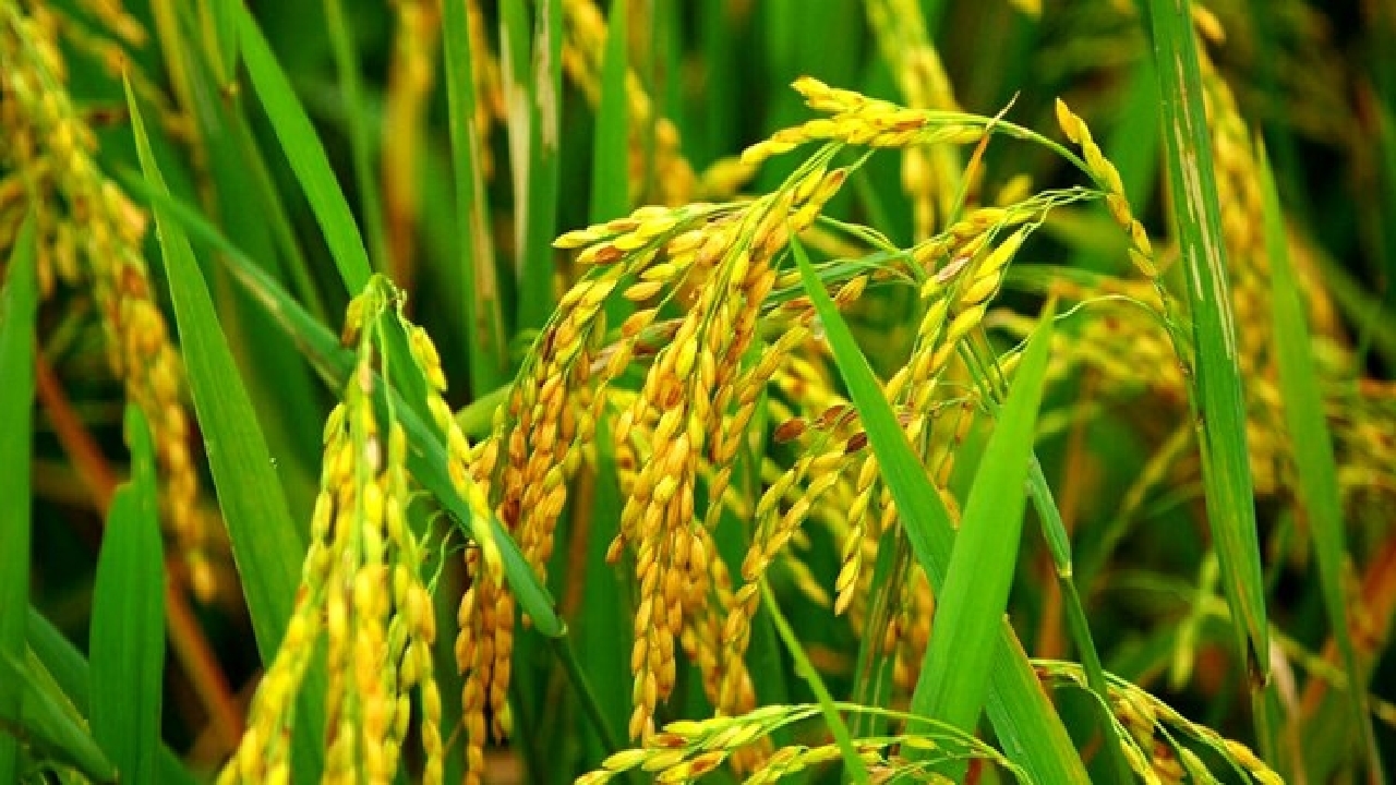 پیش بینی برداشت بیش از ۲۴ هزار تن شلتوک در باوی