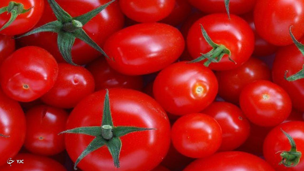 ۷۵ هزار تن گوجه‌فرنگی از مزارع میاندوآب برداشت شد