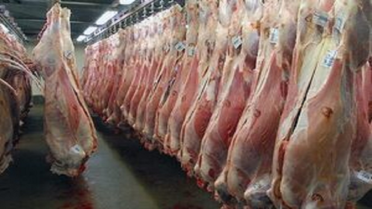 کشف بیش از ۱۲۰۰ کیلوگرم گوشت قاچاق در کرج