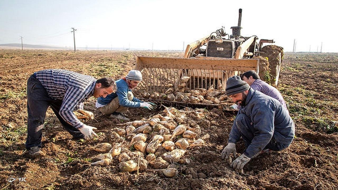خرید ۵۶۵ هزار تن چغندرقند از چغندرکاران آذربایجان‌غربی