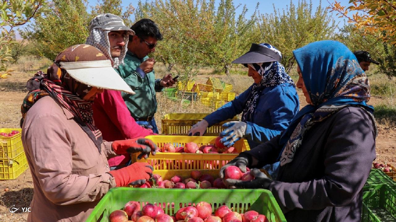 فعالیت ۶۵ هزار بهره بردار در باغ‌های سیب درختی آذربایجان‌غربی