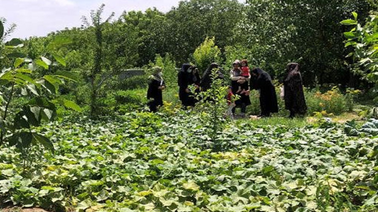 ایجاد ۲ سایت الگویی سبزی و صیفی در محمودآباد