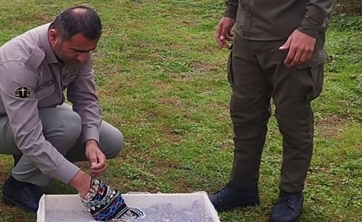 رهاسازی پرنده سهره طلایی در طبیعت آستارا