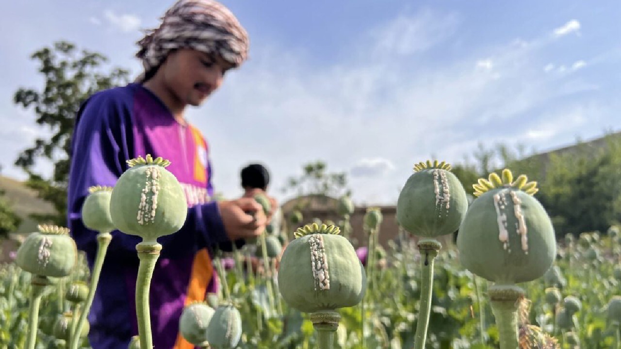 آمریکا موافق با صادرات هروئین افغانستان بود