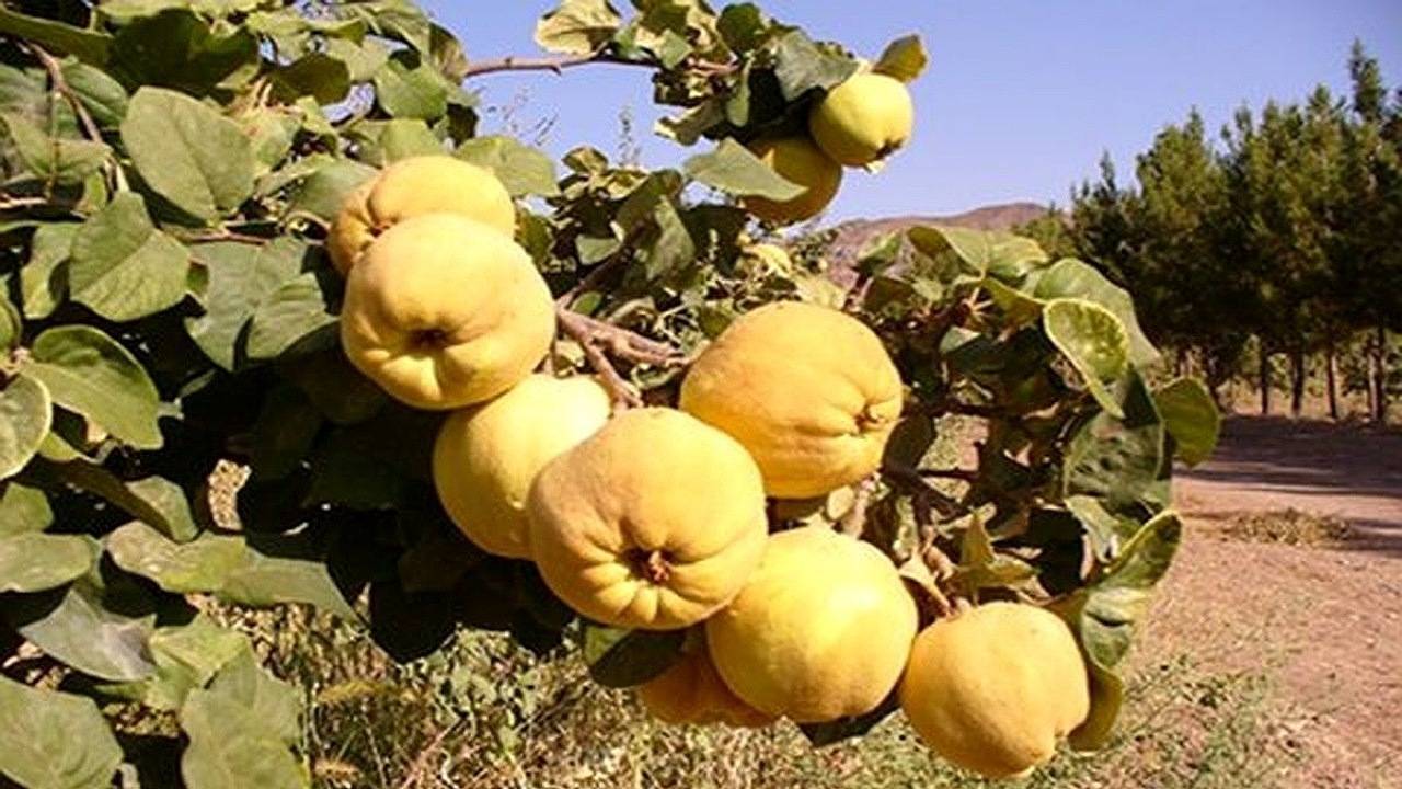 برداشت «بِه» در استان کرمان