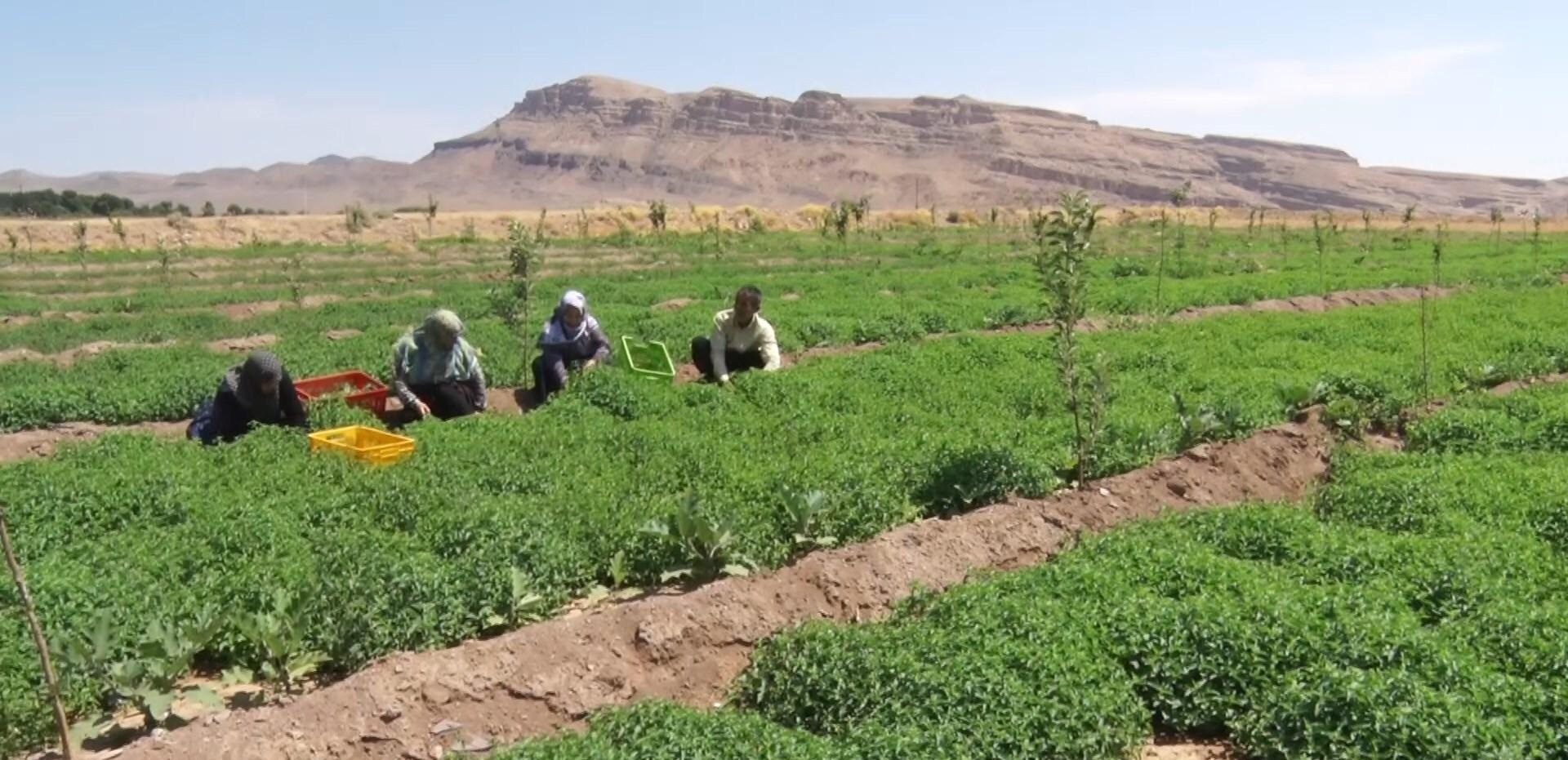 ۲۲۰۰ هکتار سطح زیر کشت پاییزه در کاشان