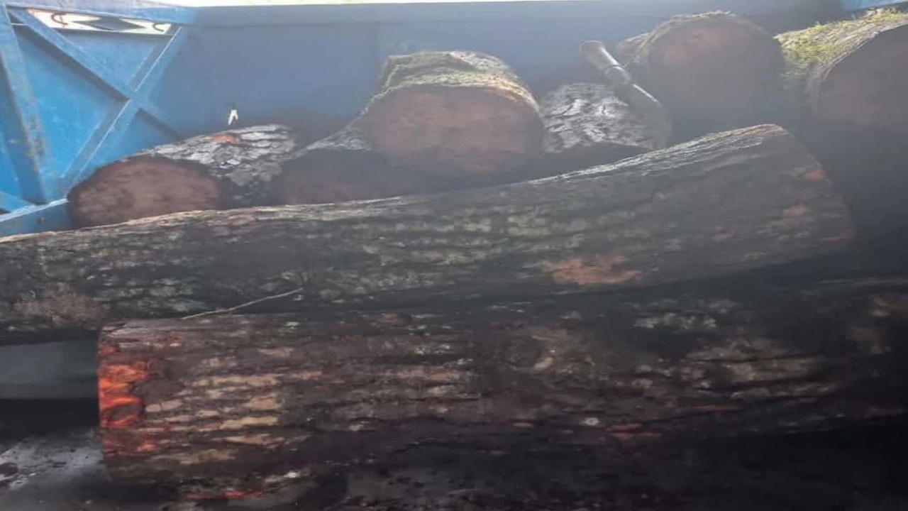 کشف چوب جنگلی قاچاق در آمل
