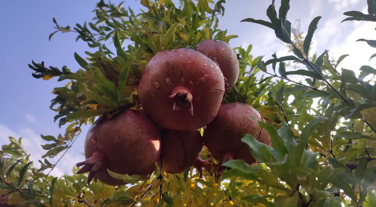 برگزاری سومین جشنواره انار سیاب در کوهدشت + تصاویر