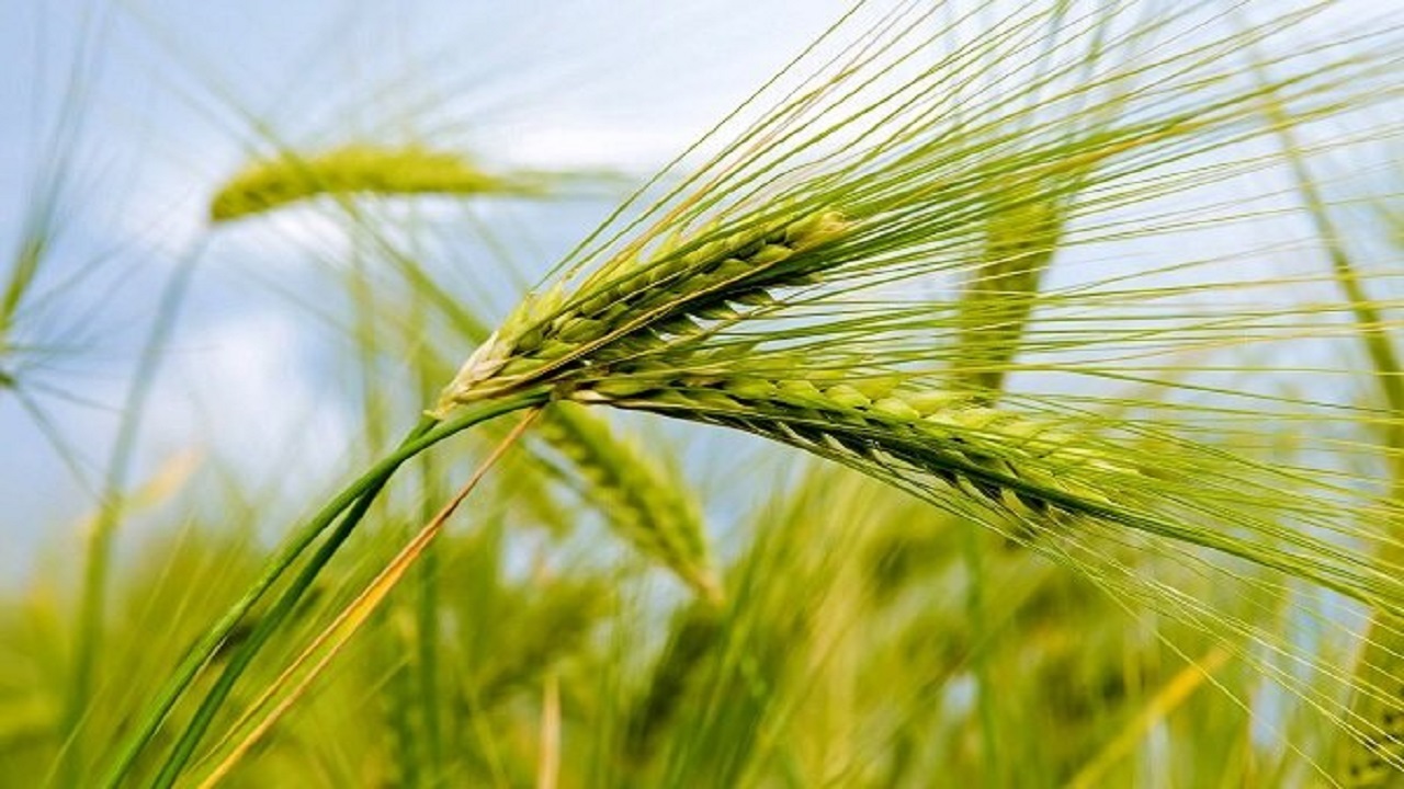 کشت قراردادی گندم، جو و دانه‌های روغنی